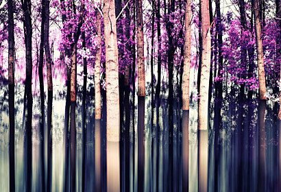 Fototapeta Mystický les 2013